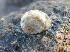 Nerita polita