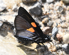 Mimoniades nurscia