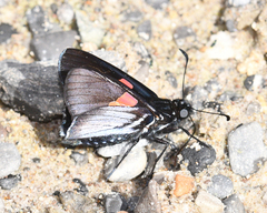 Mimoniades nurscia
