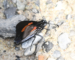 Mimoniades nurscia