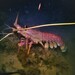 Western Rock Lobster - Photo (c) J. Martin Crossley, some rights reserved (CC BY-NC-SA), uploaded by J. Martin Crossley