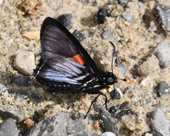 Mimoniades nurscia
