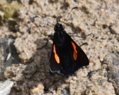 Mimoniades nurscia