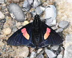 Mimoniades nurscia