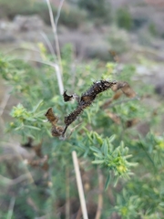 Adenocarpus hispanicus