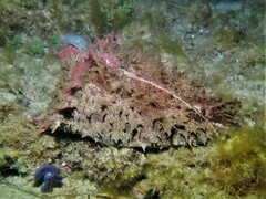 Dolabella auricularia