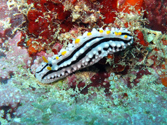Phyllidia alyta