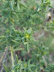 Adenocarpus hispanicus