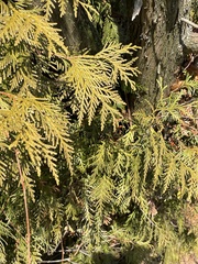 Chamaecyparis lawsoniana