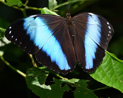 Morpho deidamia