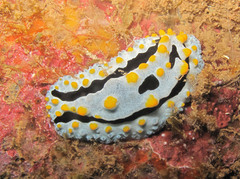 Phyllidia coelestis