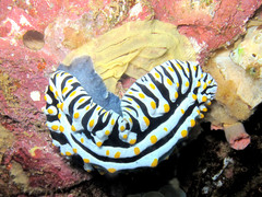Phyllidia varicosa