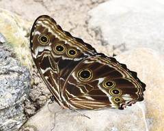 Morpho deidamia