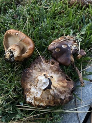 Tricholoma fracticum