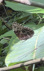 Morpho helenor