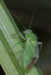 Apolygus spinolae