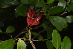 Arthroclianthus deplanchei