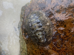 Acanthopleura