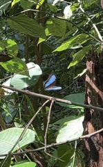 Morpho helenor