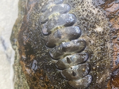 Acanthopleura