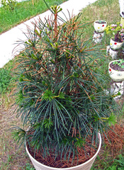 Sciadopitys verticillata