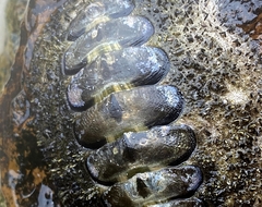 Acanthopleura