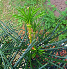 Sciadopitys verticillata