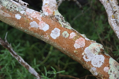 Herpothallon