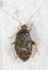 Polymerus
