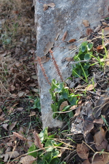 Umbilicus intermedius