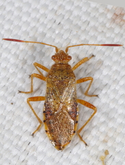 Rhopalus maculatus