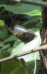 Morpho helenor