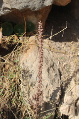 Umbilicus intermedius