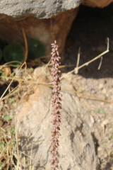 Umbilicus intermedius