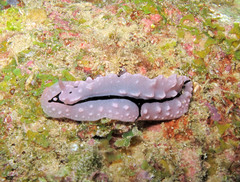 Phyllidiopsis shireenae
