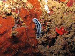 Phyllidiopsis xishaensis