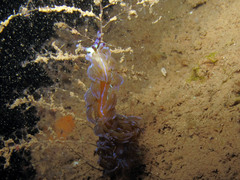 Pteraeolidia semperi