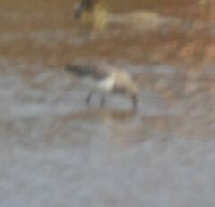 Calidris alpina