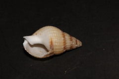 Nassariidae