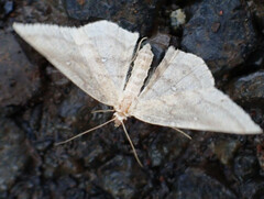 Cyclophora maderensis