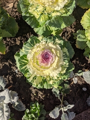 Brassica oleracea viridis
