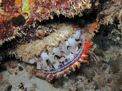 Spondylus varius