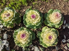 Brassica oleracea viridis