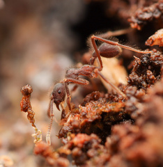 Apterostigma robustum