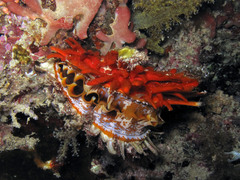 Spondylus varius