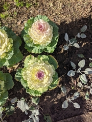 Brassica oleracea viridis