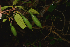 Atractocarpus platyxylon