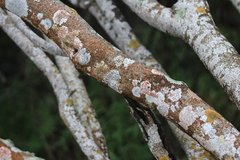 Herpothallon