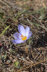 Crocus pulchellus
