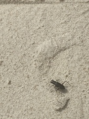 Hypaetha biramosa